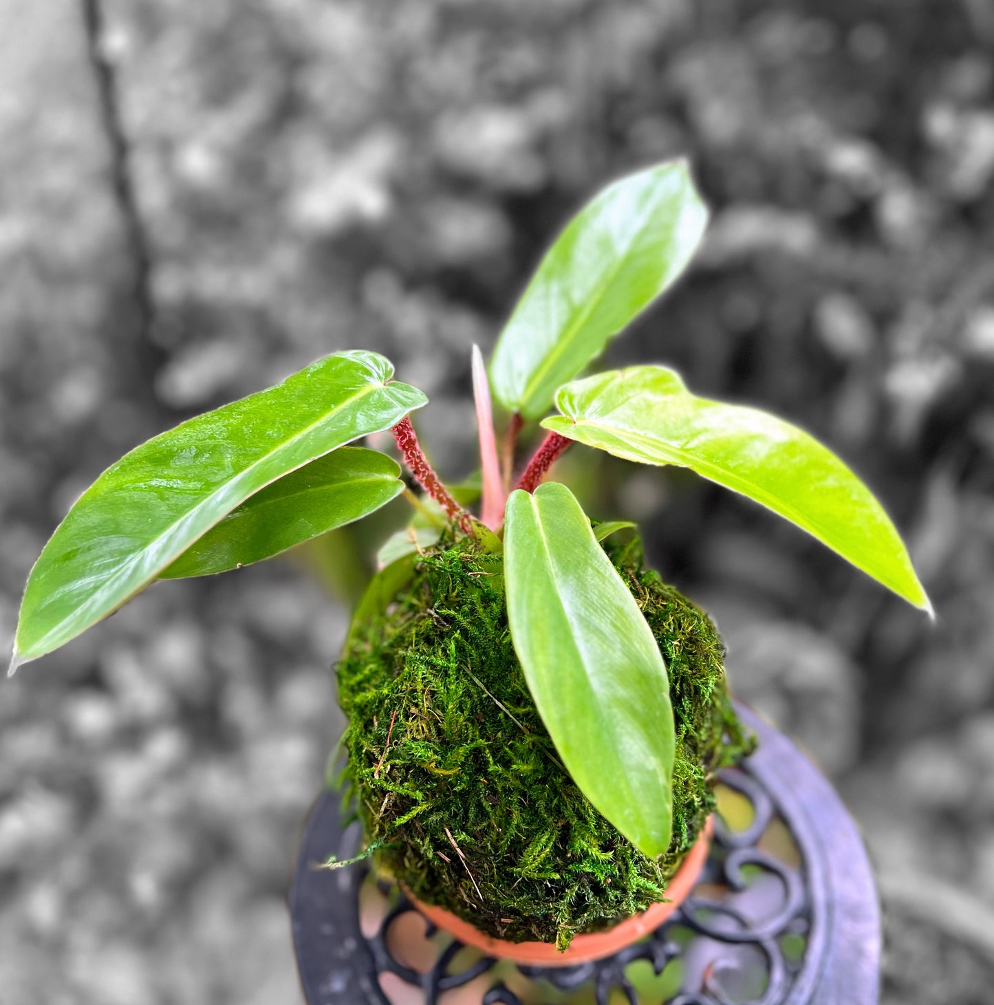 Philodendron Kokedama  -  Squaumiferum