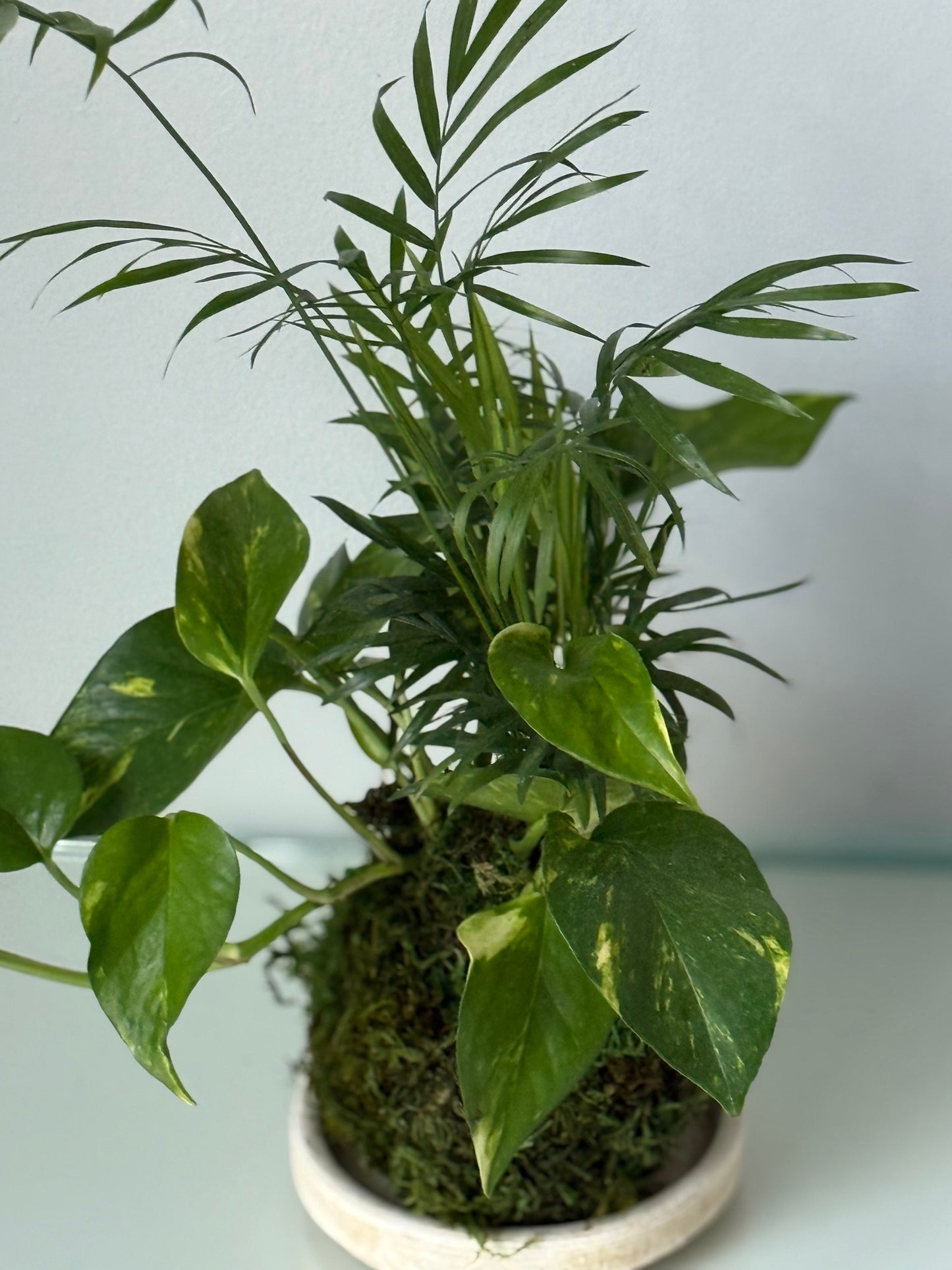 Combo Kokedama