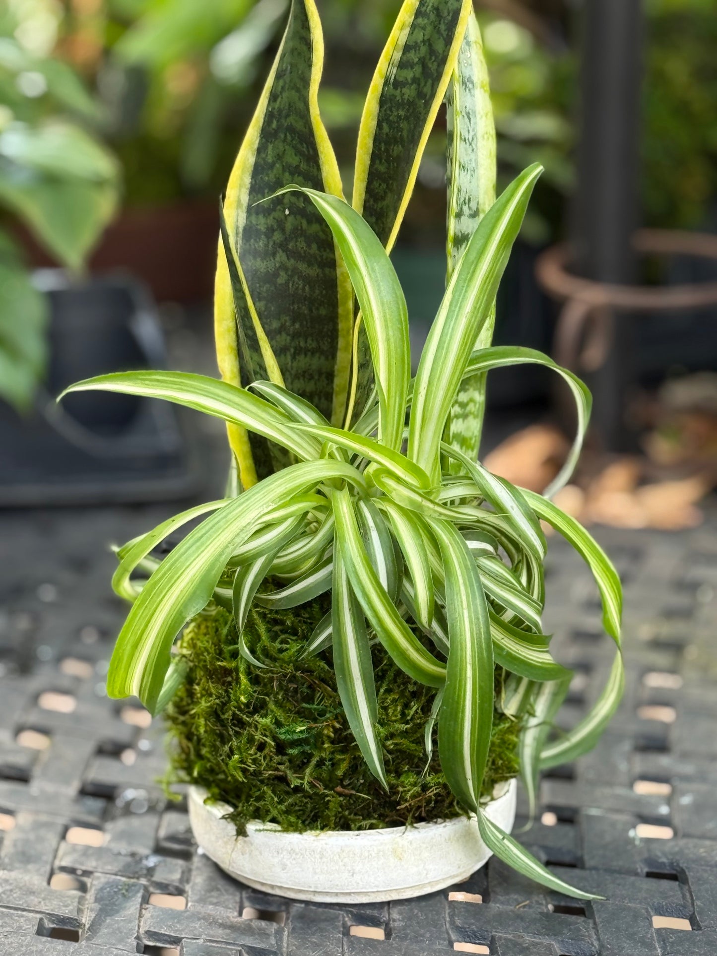 Combo Kokedama
