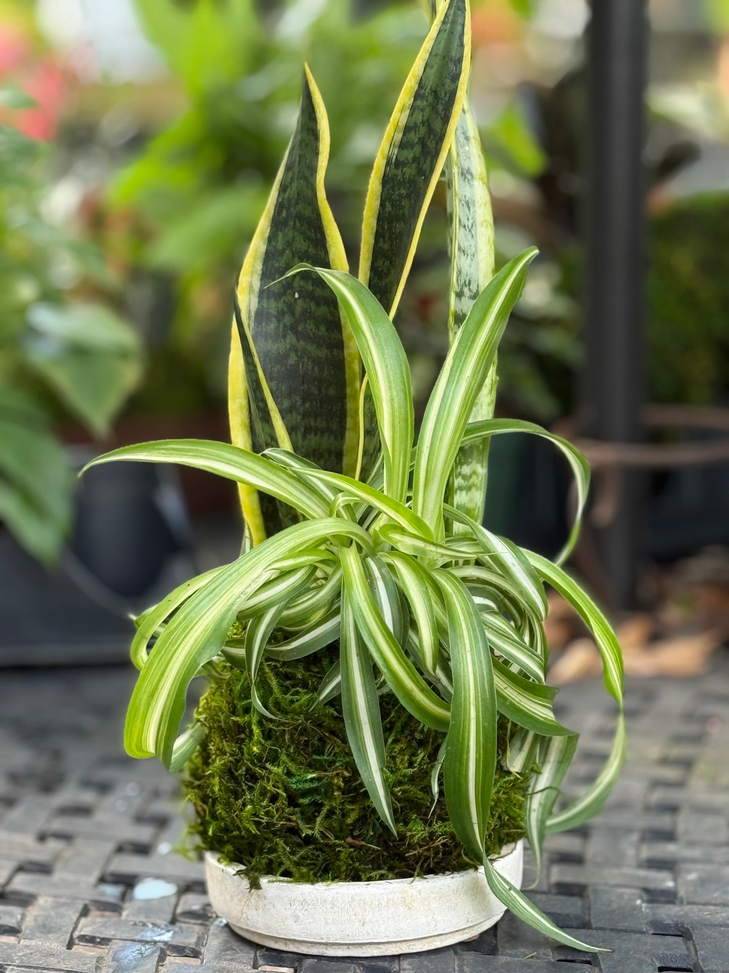 Combo Kokedama