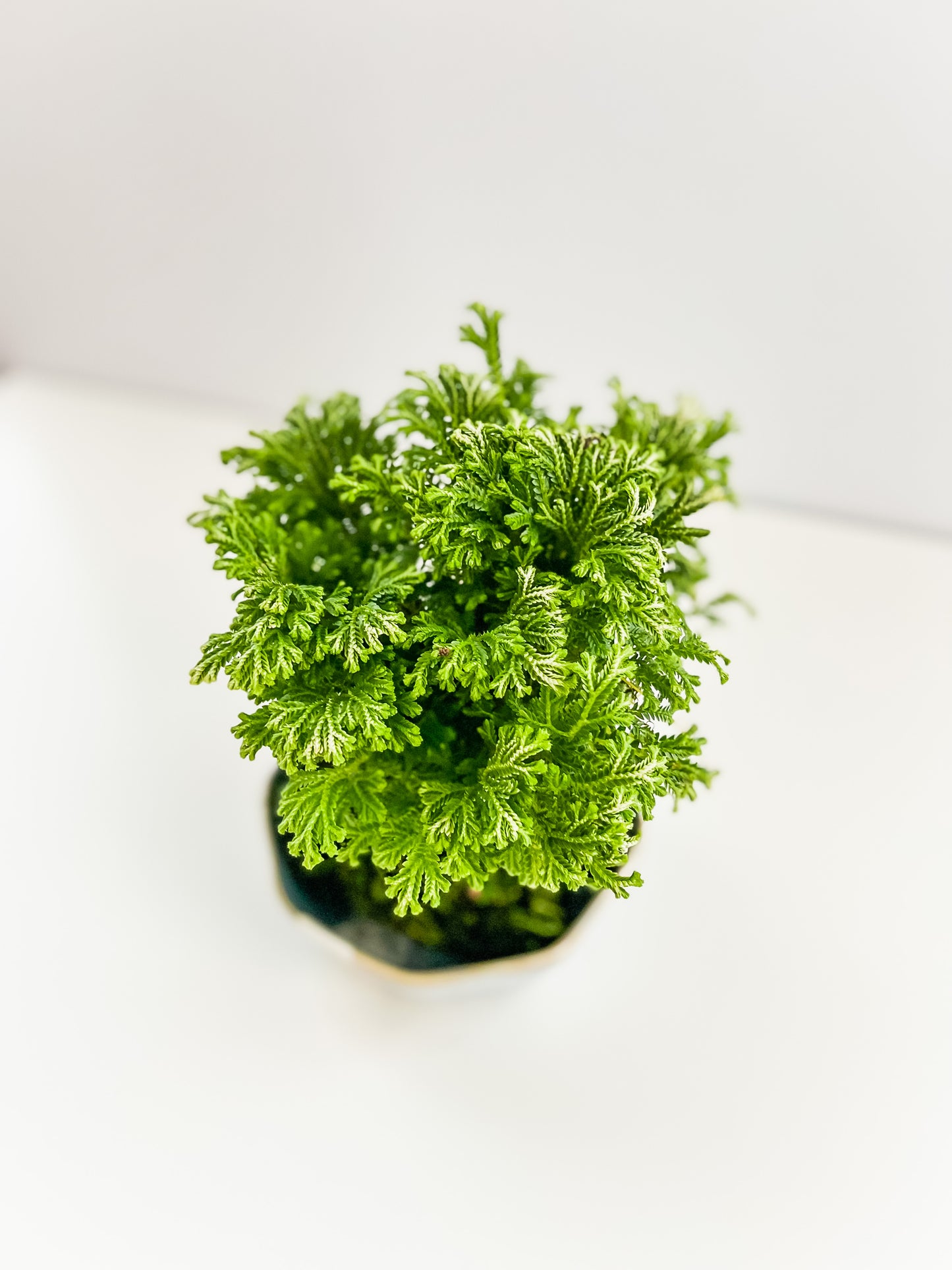 PREORDER - Frosty Fern Kokedama
