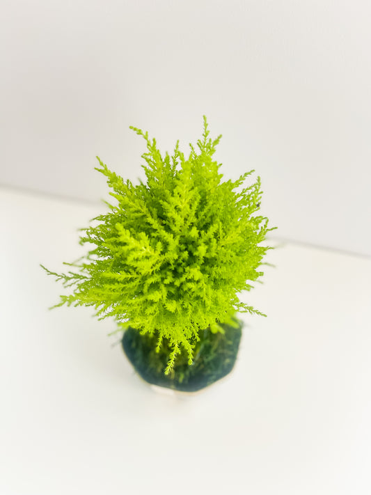 PREORDER - Goldcrest Lemon Cypress Kokedama