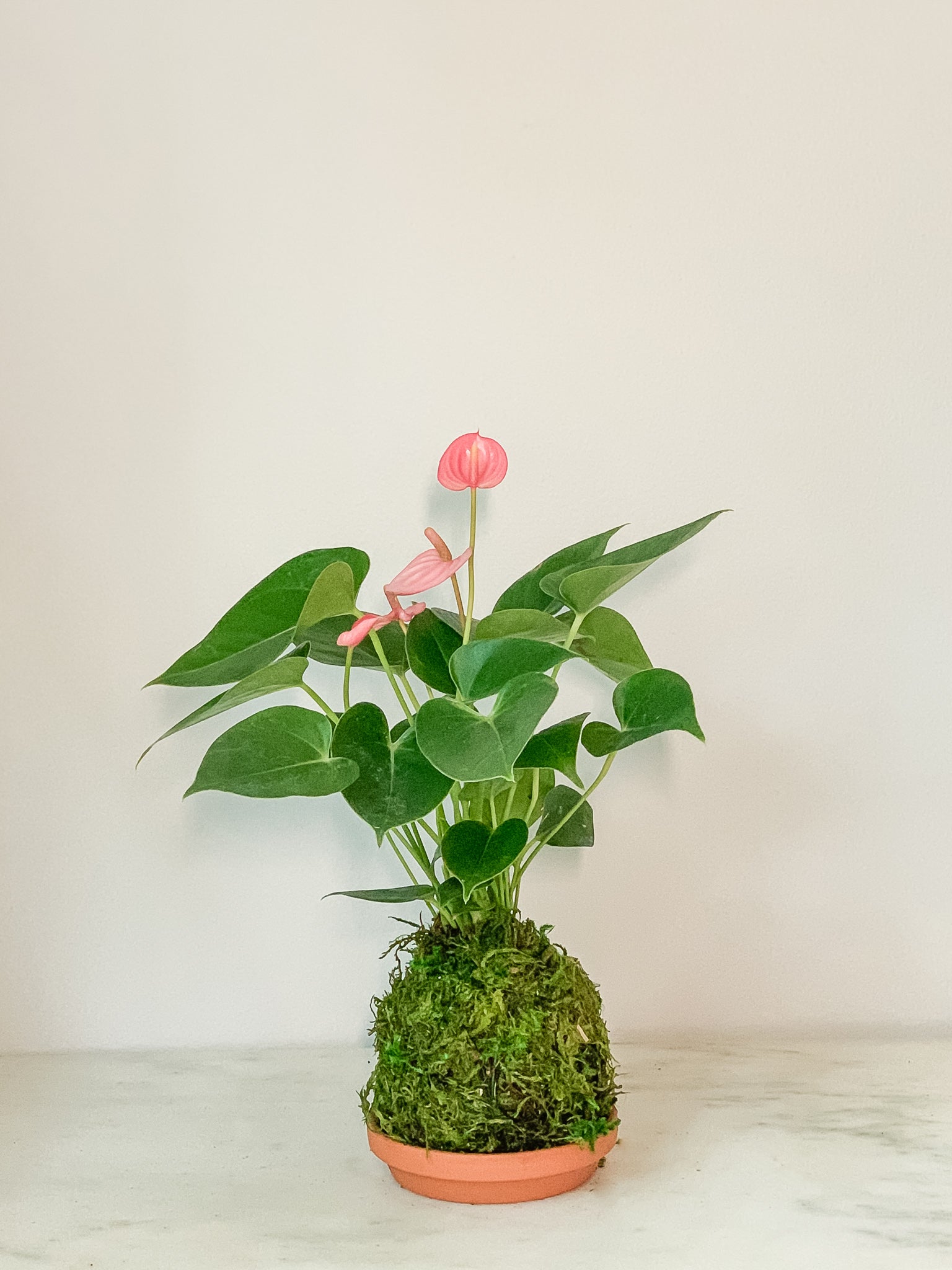 kokedama anthurium Anthurium Kokedama (Red) Moss Ball Product – White Stable Farms