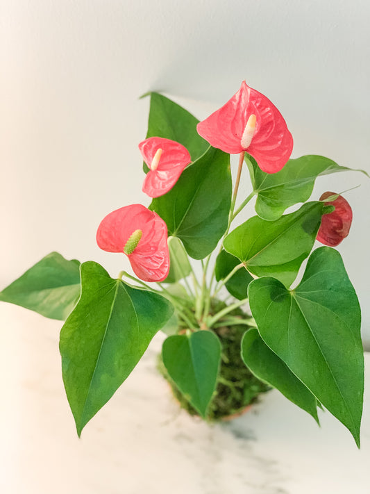 Anthurium  Kokedama - Red or Pink