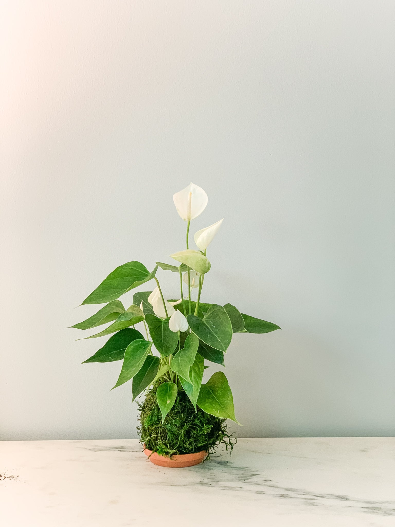 anthurium kokedama care Anthurium Kokedama (White)