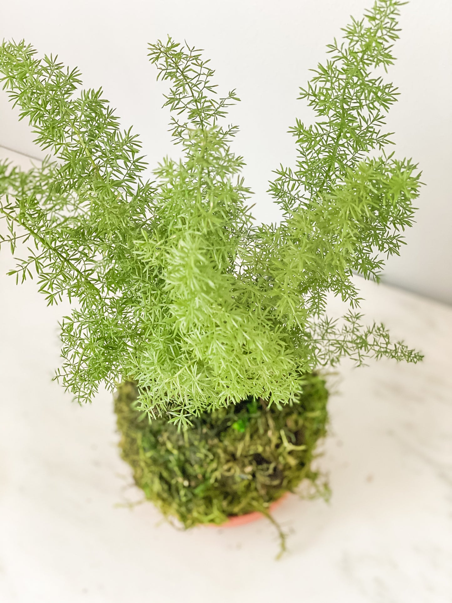 Fern Asparagus Kokedama