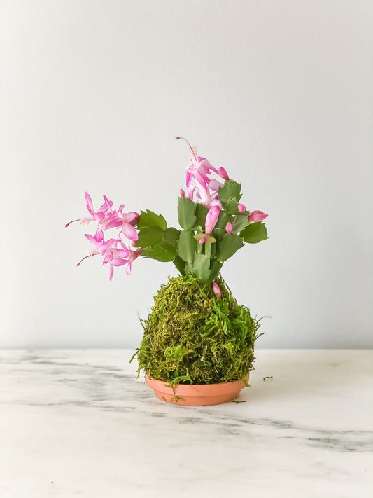 PREORDER - Christmas Cactus Kokedama