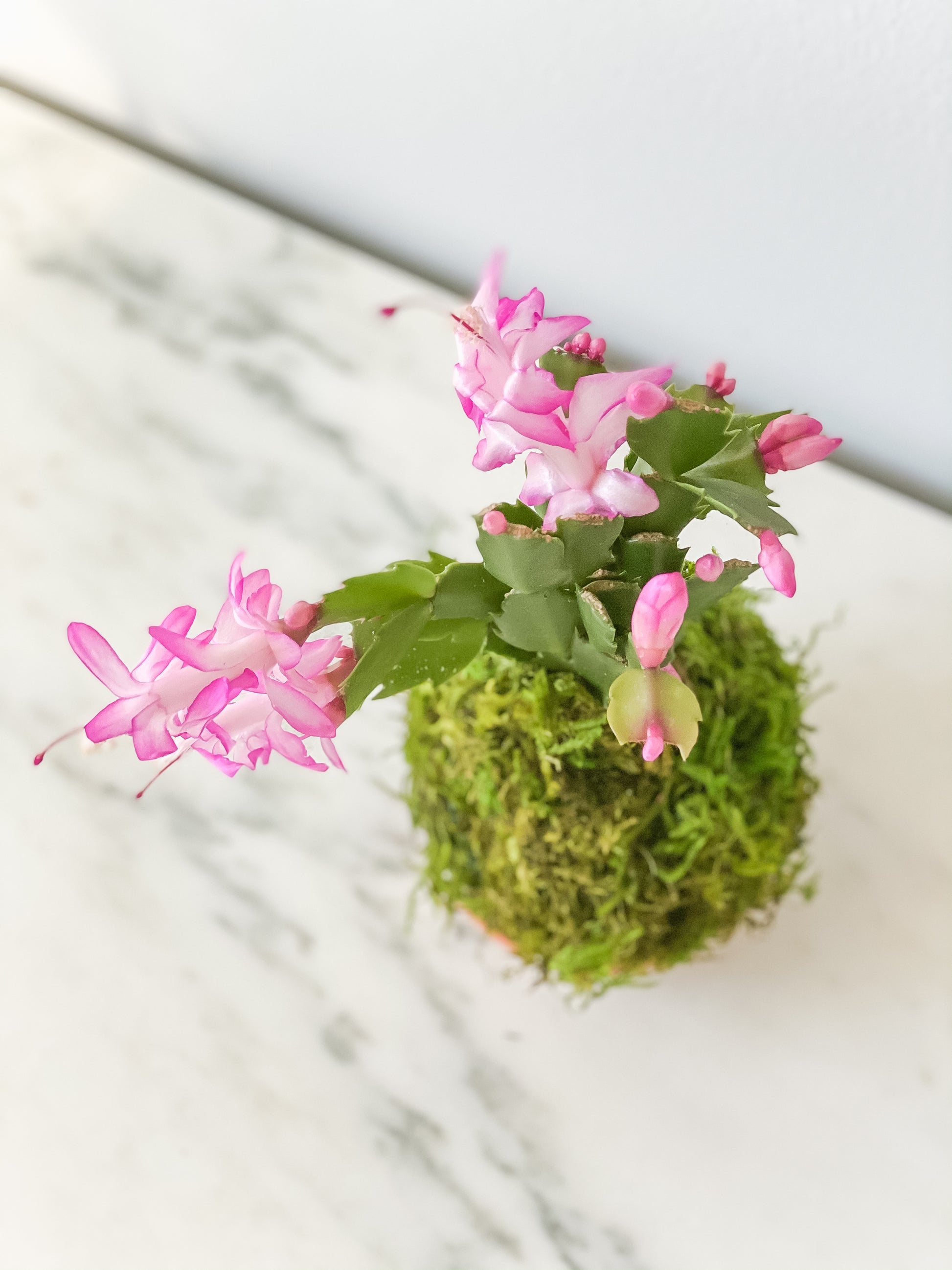 christmas plant succulent Christmas Cactus Kokedama (Large) Moss Ball Product – White Stable Farms