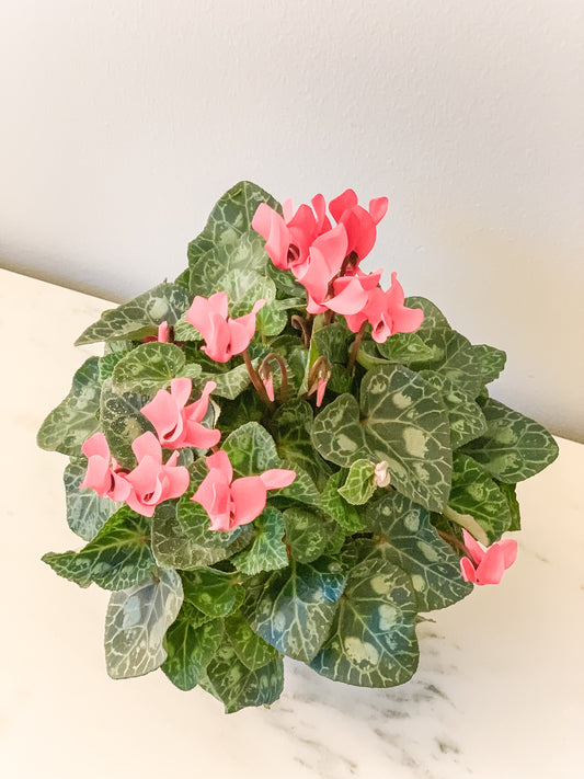 PREORDER - Cyclamen Kokedama (Local orders only / will not ship)