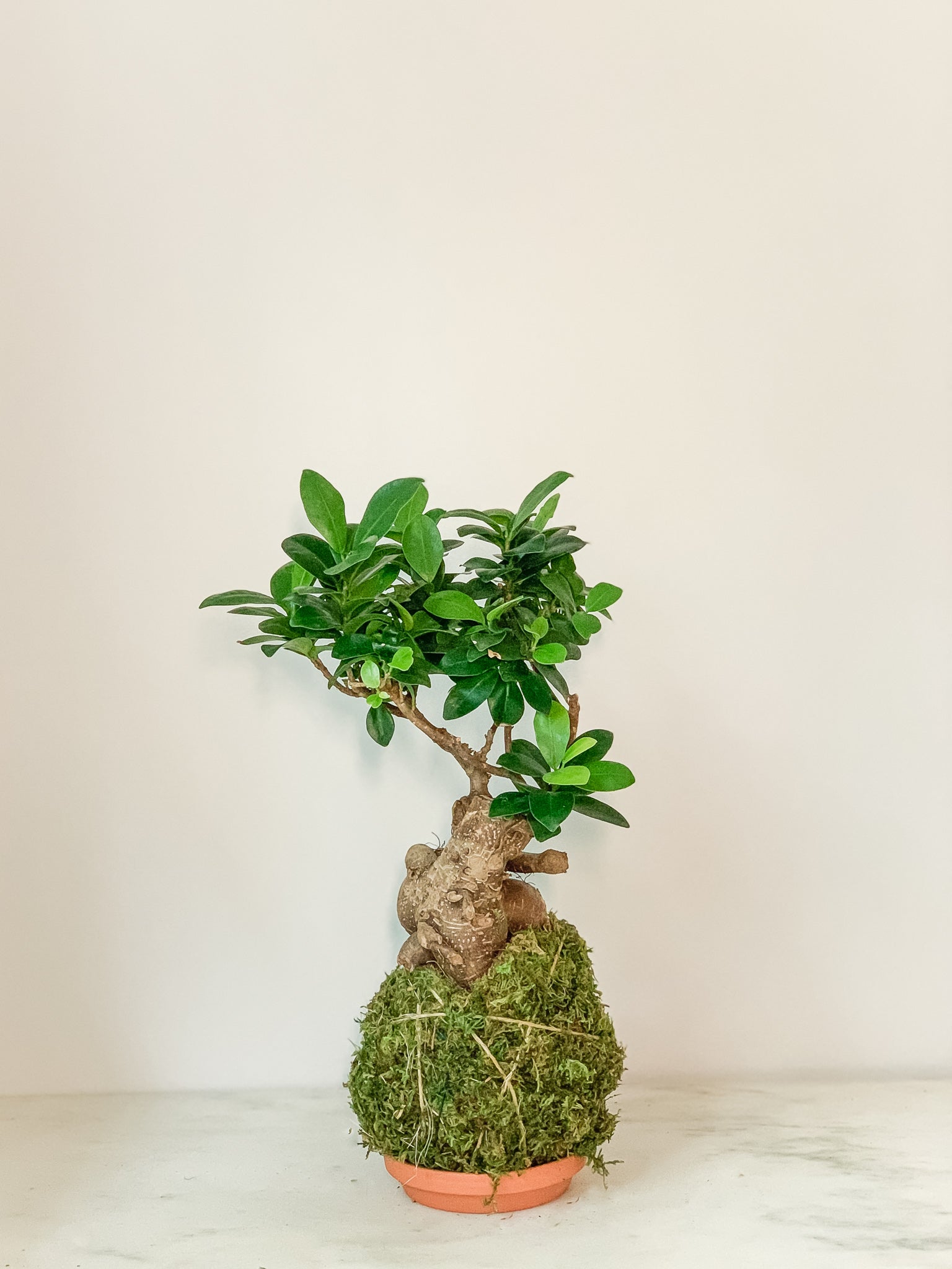moss ball bonsai tree Ficus Bonsai Kokedama Moss Ball Product – White Stable Farms