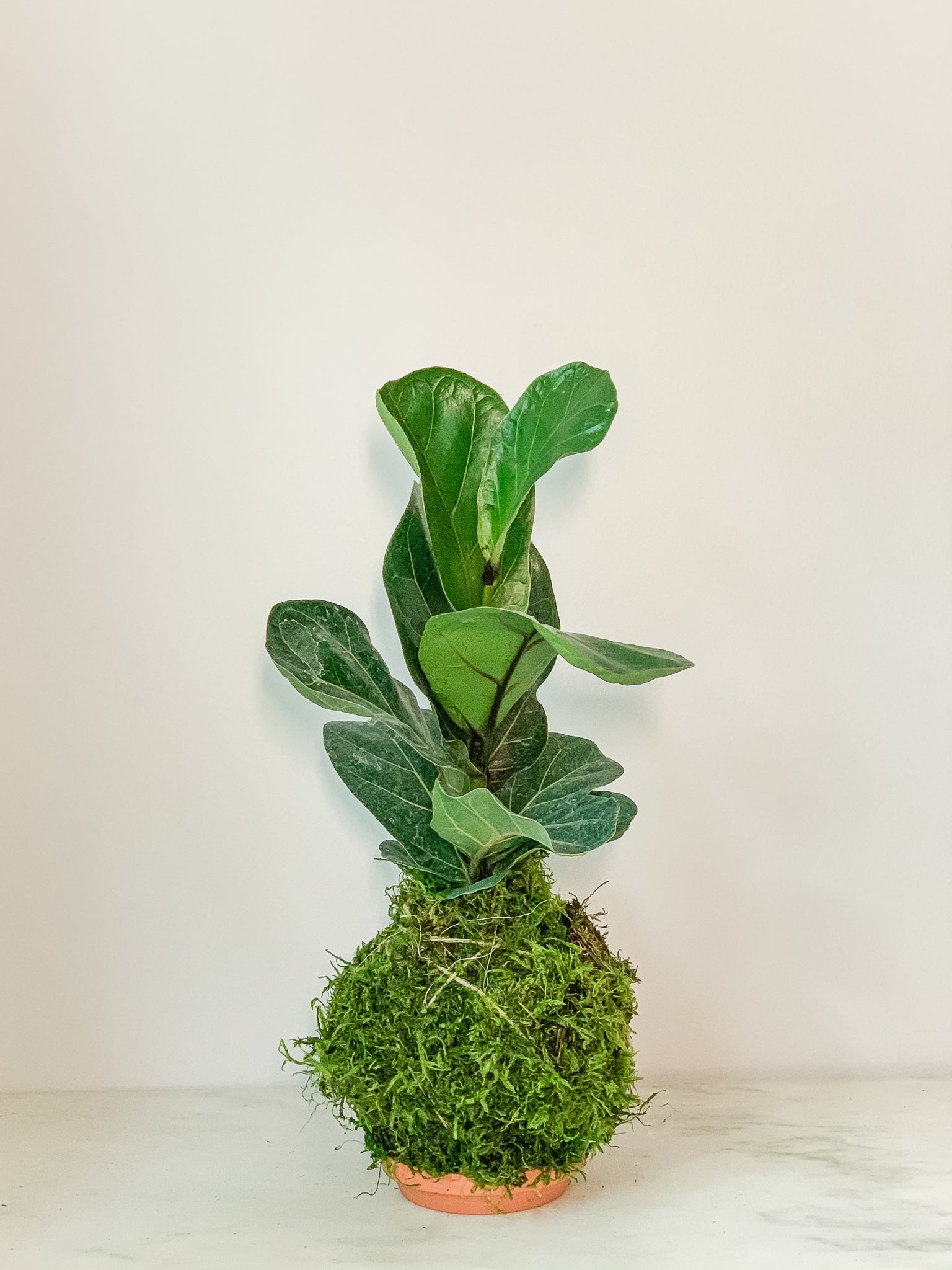 peat moss fiddle leaf fig Fiddle Leaf Fig Kokedama Moss Ball Product – White Stable Farms