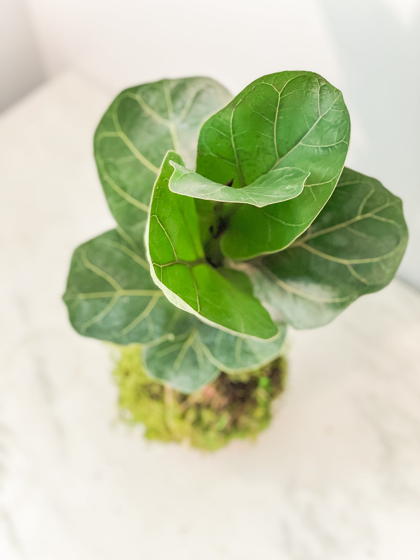 moss for fiddle leaf fig Fiddle Leaf Fig Kokedama