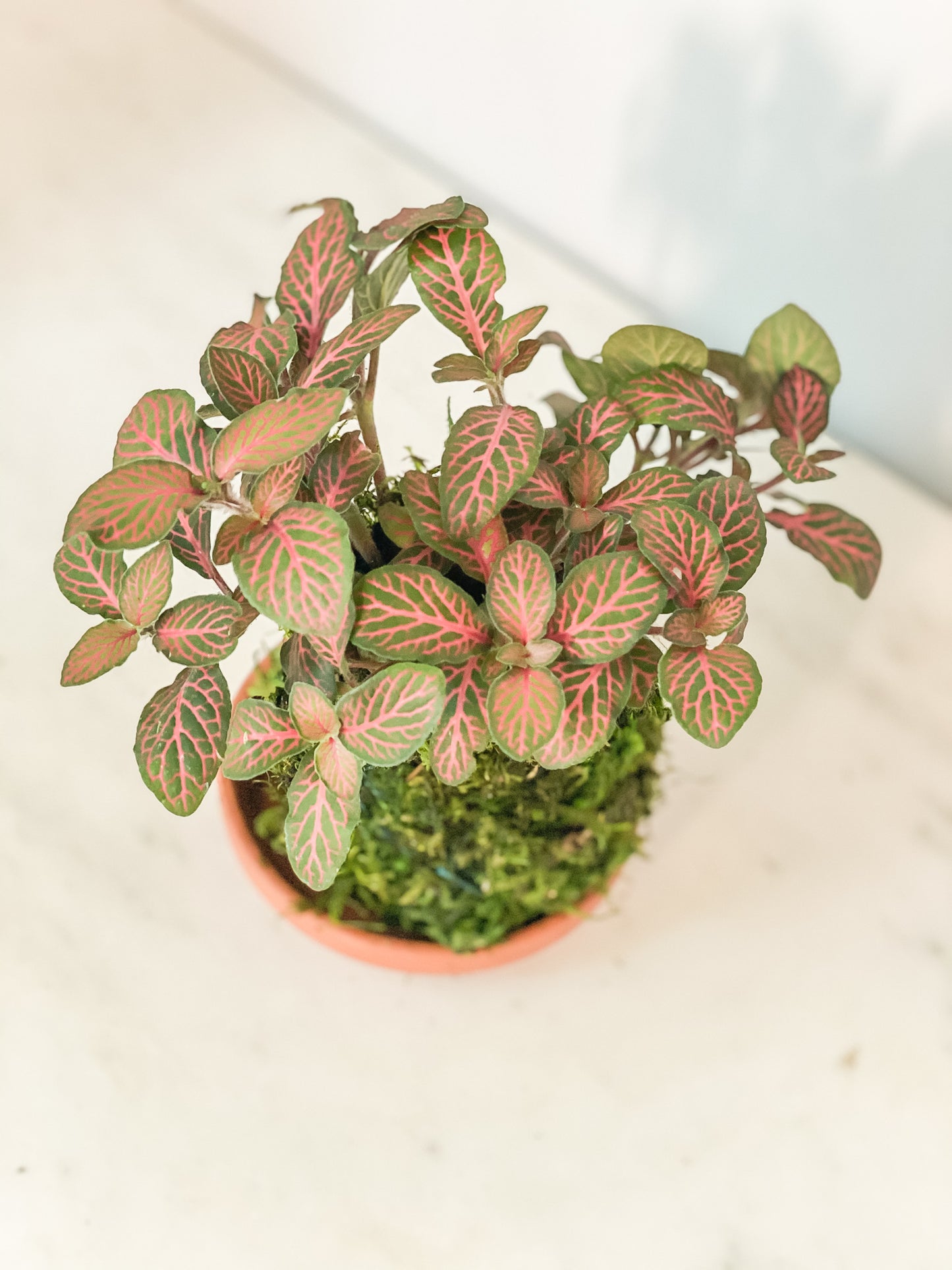 Fittonia Kokedama