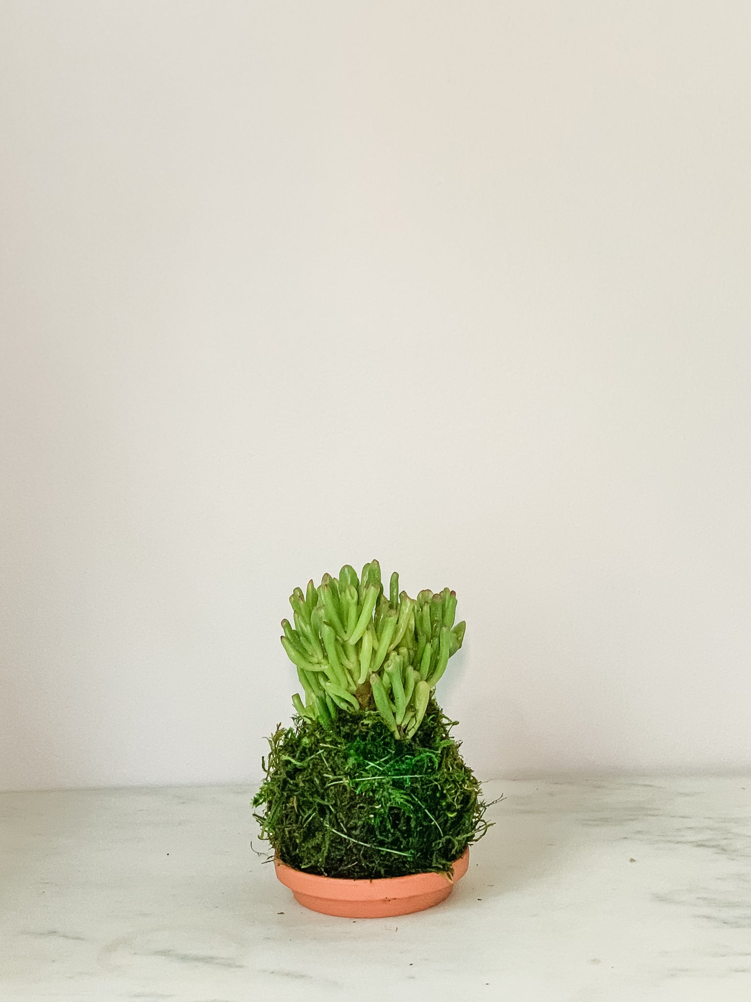jade plant kokedama Jade Gollum Kokedama Moss Ball Product – White Stable Farms
