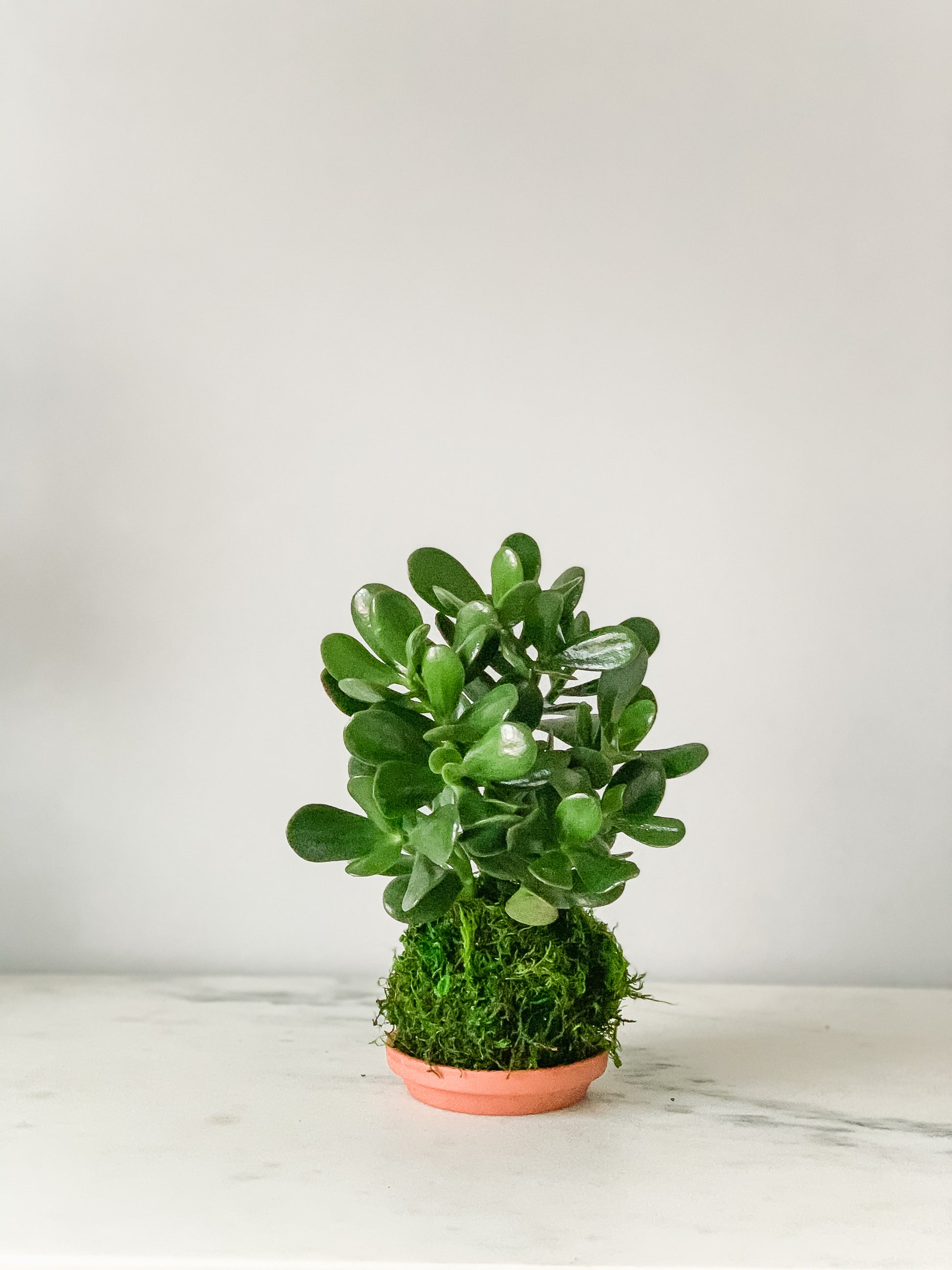 kokedama jade plant Jade Kokedama