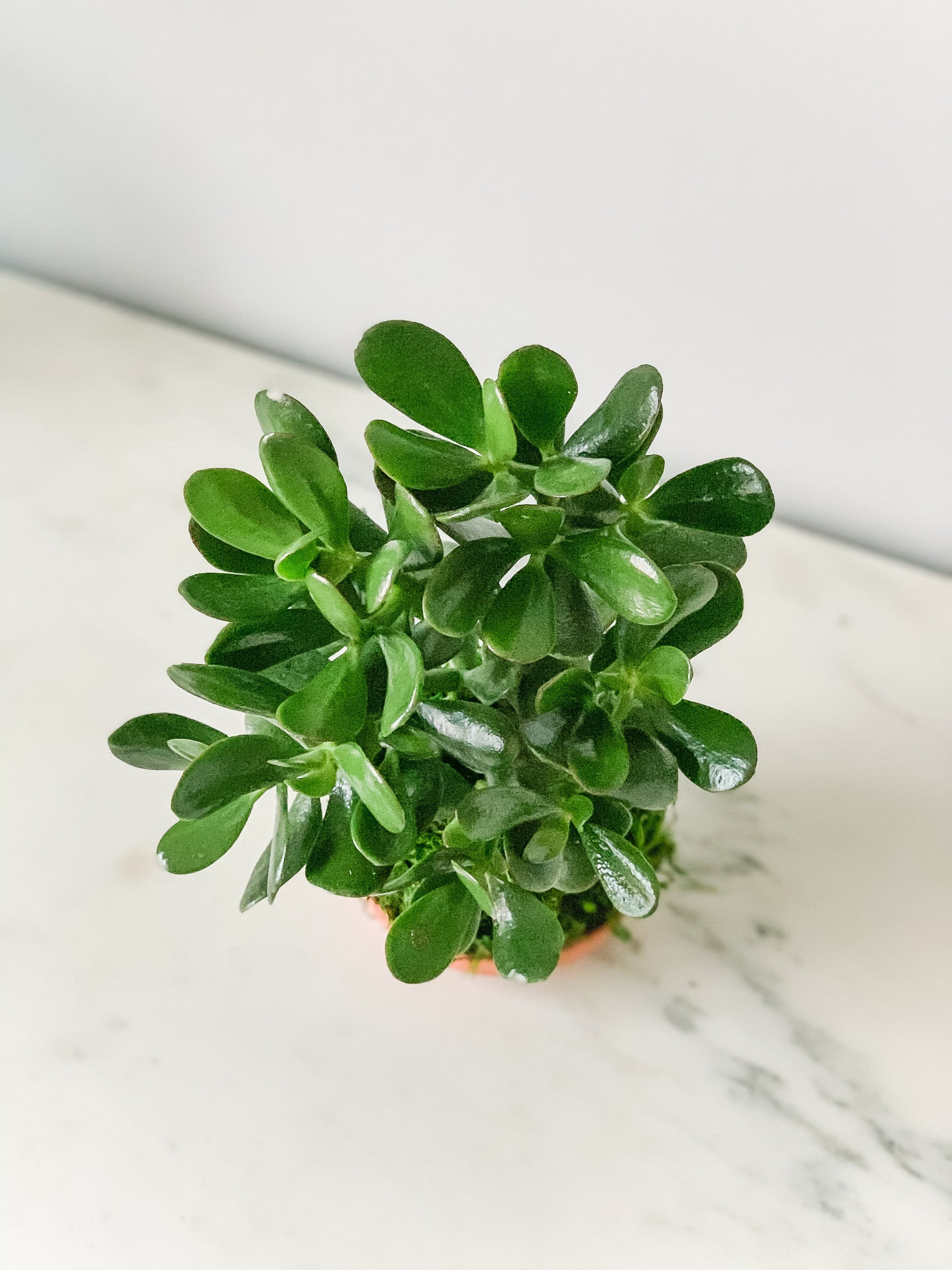 large jade plant for sale Jade Kokedama Moss Ball Product – White Stable Farms