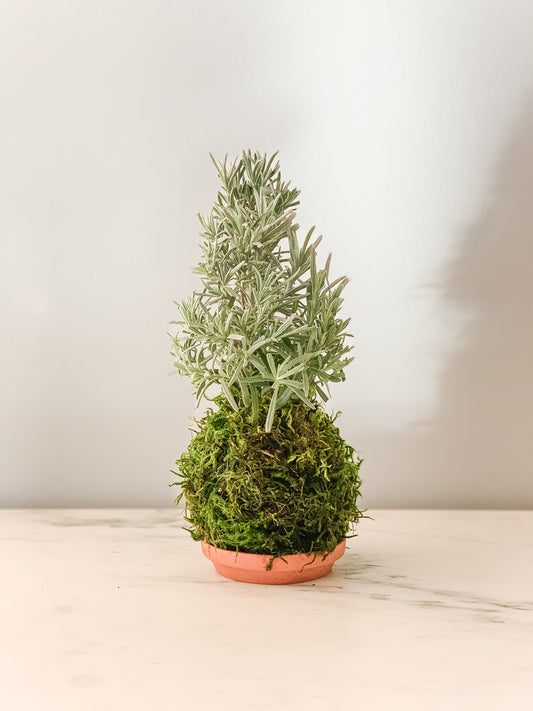 PREORDER - Lavender Kokedama