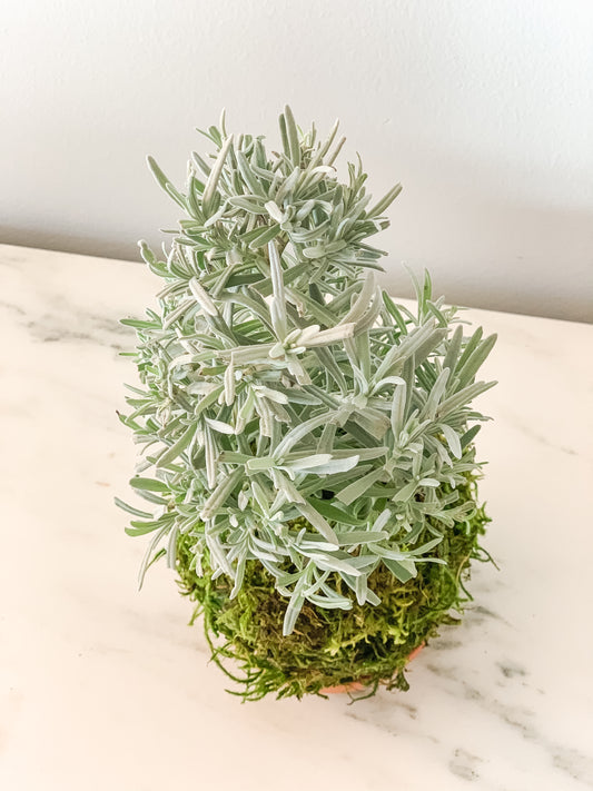 PREORDER - Lavender Kokedama