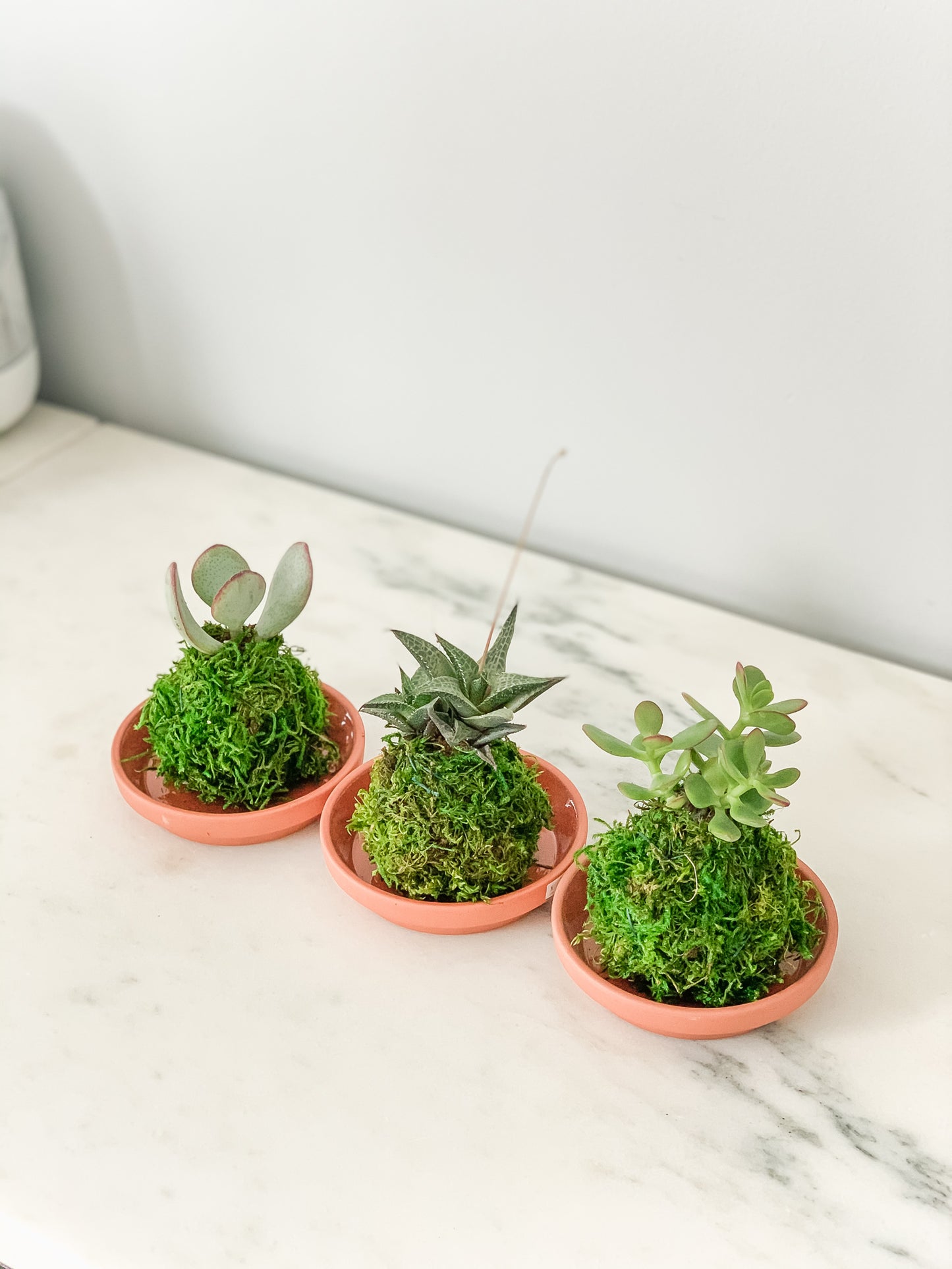 mini succulents plants Mini Kokedamas (Succulents, 3 per order) Moss Ball Product – White Stable Farms