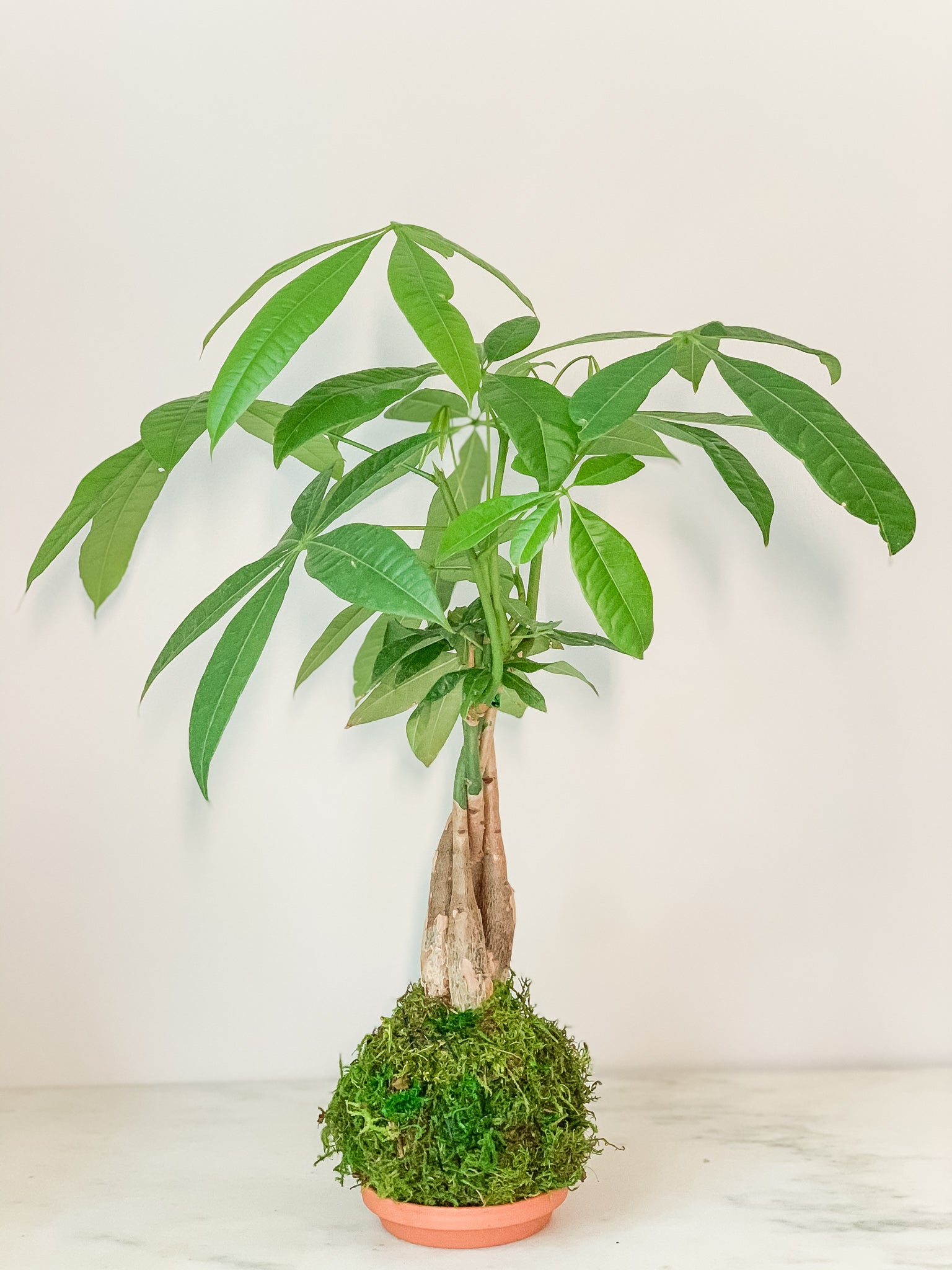 kokedama money tree Money Tree Braid Kokedama