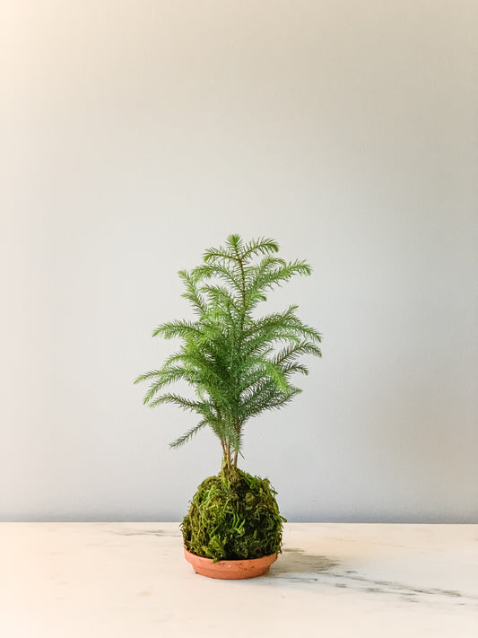PREORDER - Norfolk Pine