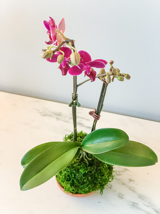 Orchid Kokedama (Pink/Purple)