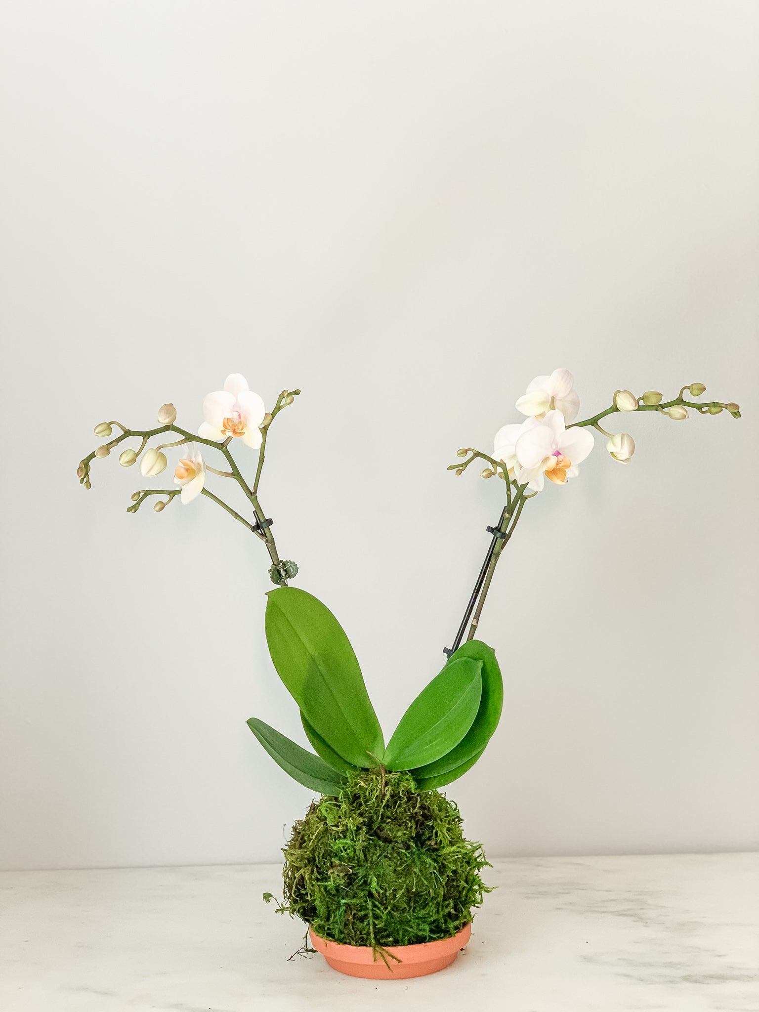Orchid in moss, white, plastics