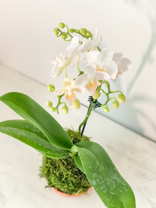 Orchid Kokedama (White)