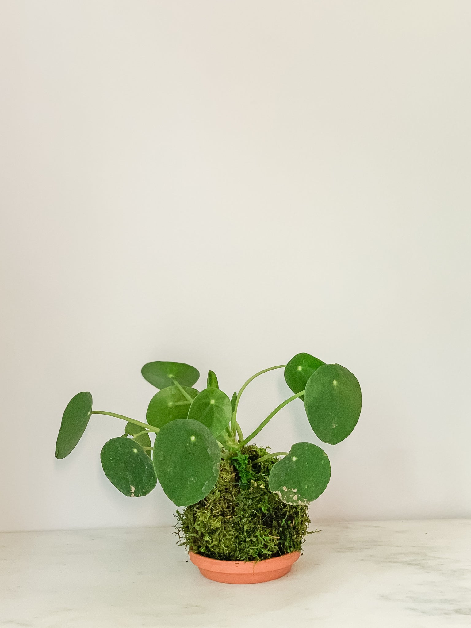 money plant kokedama Pilea Money Kokedama
