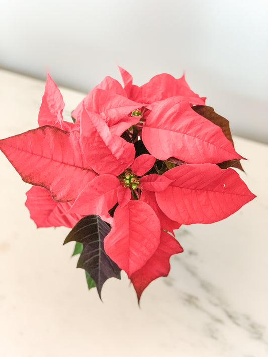 PREORDER - Poinsettia Kokedama  (Local orders only / will not ship)