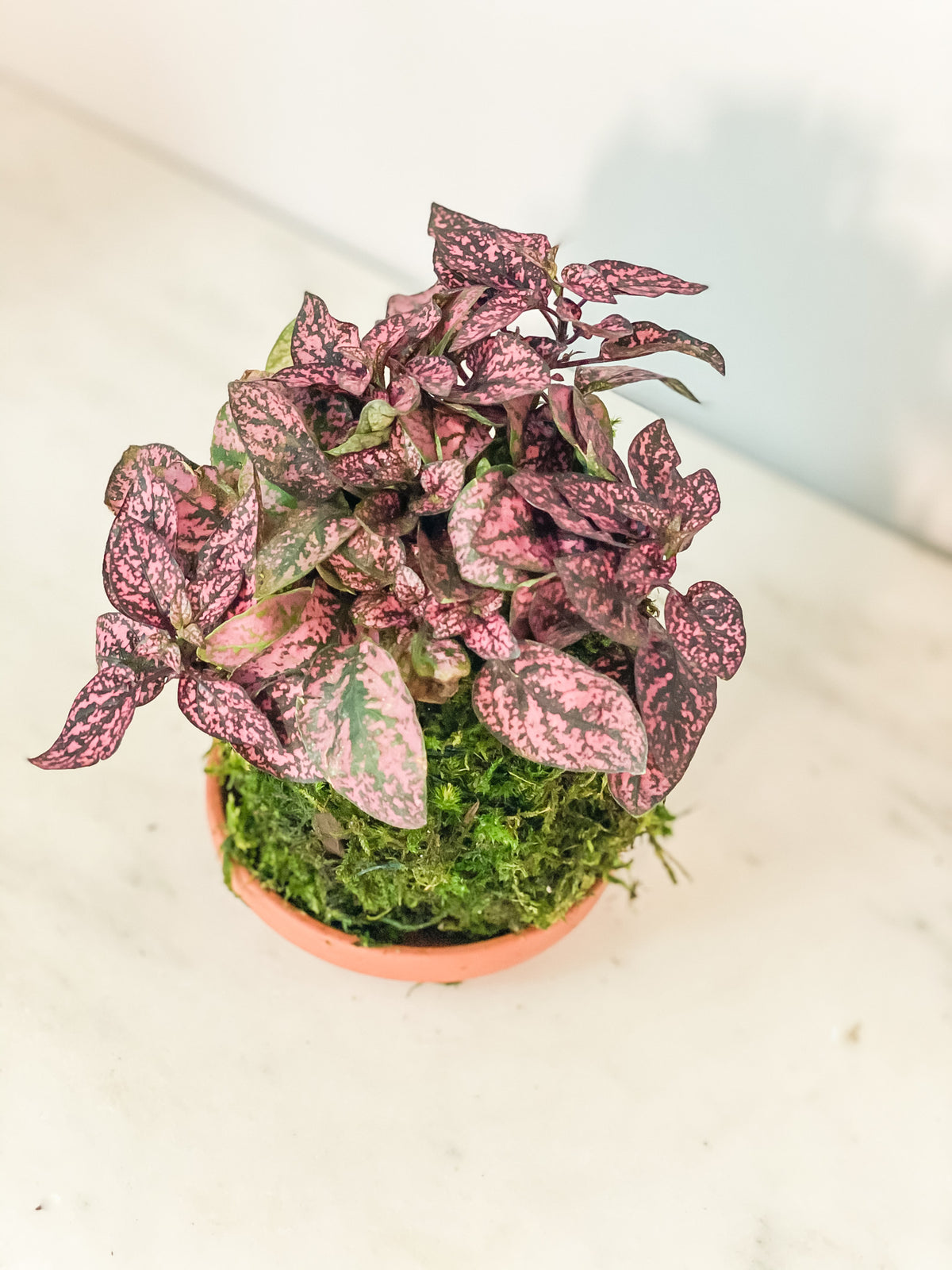 Polka Dot Kokedama