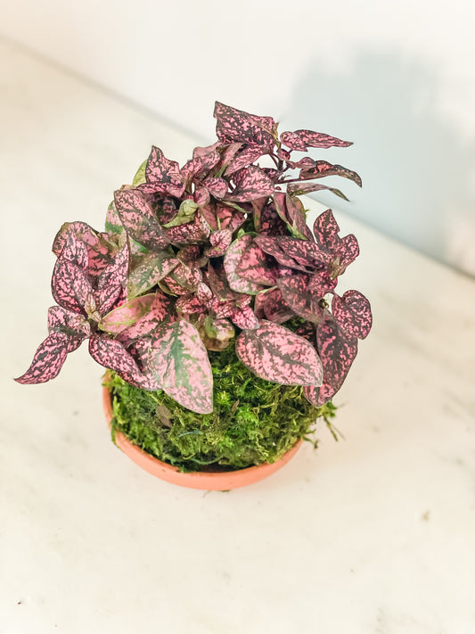 Polka Dot Kokedama