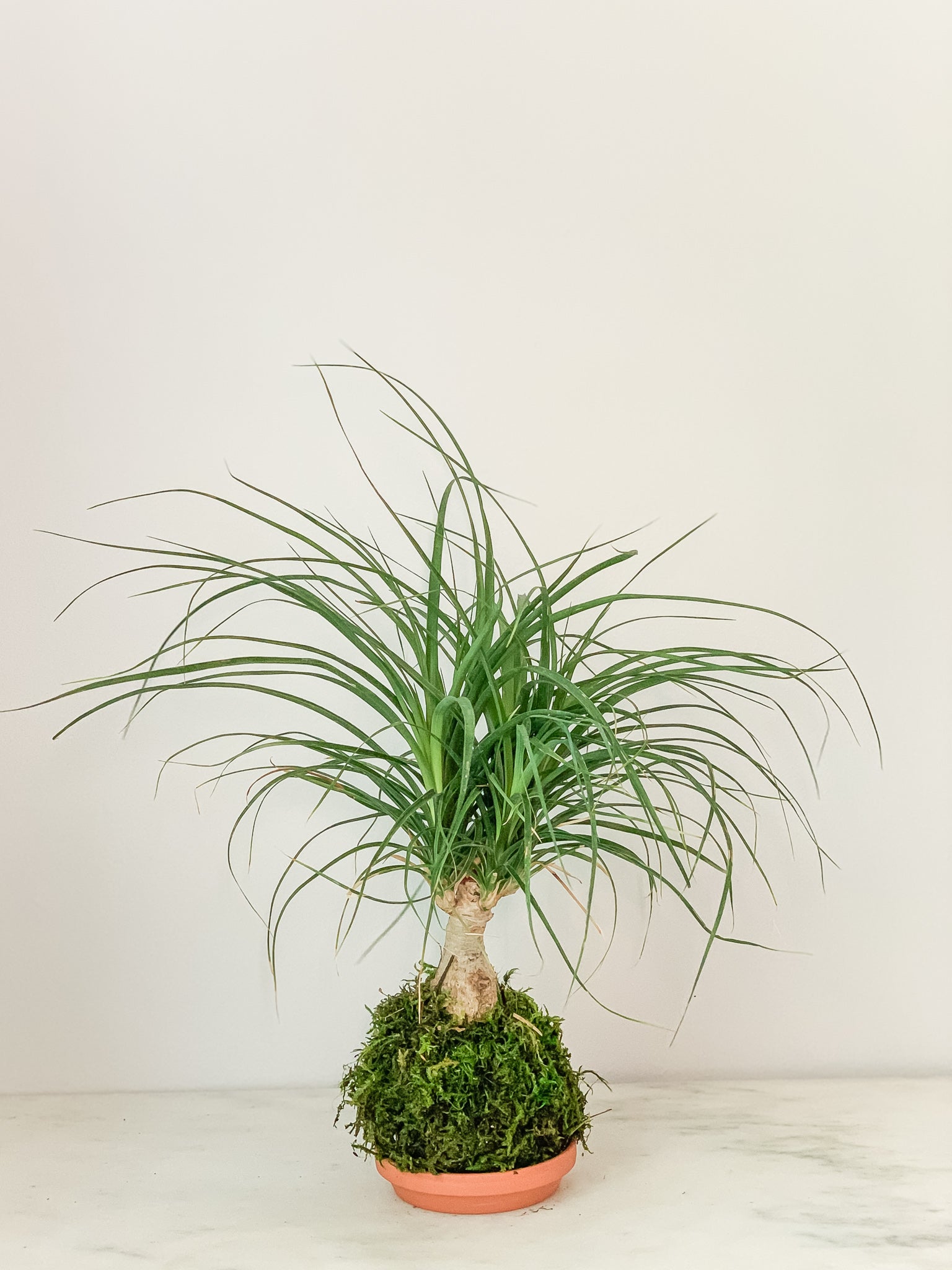 palm ponytail stump Pony Tail Palm Stump Kokedama (Small) Moss Ball Product – White Stable Farms