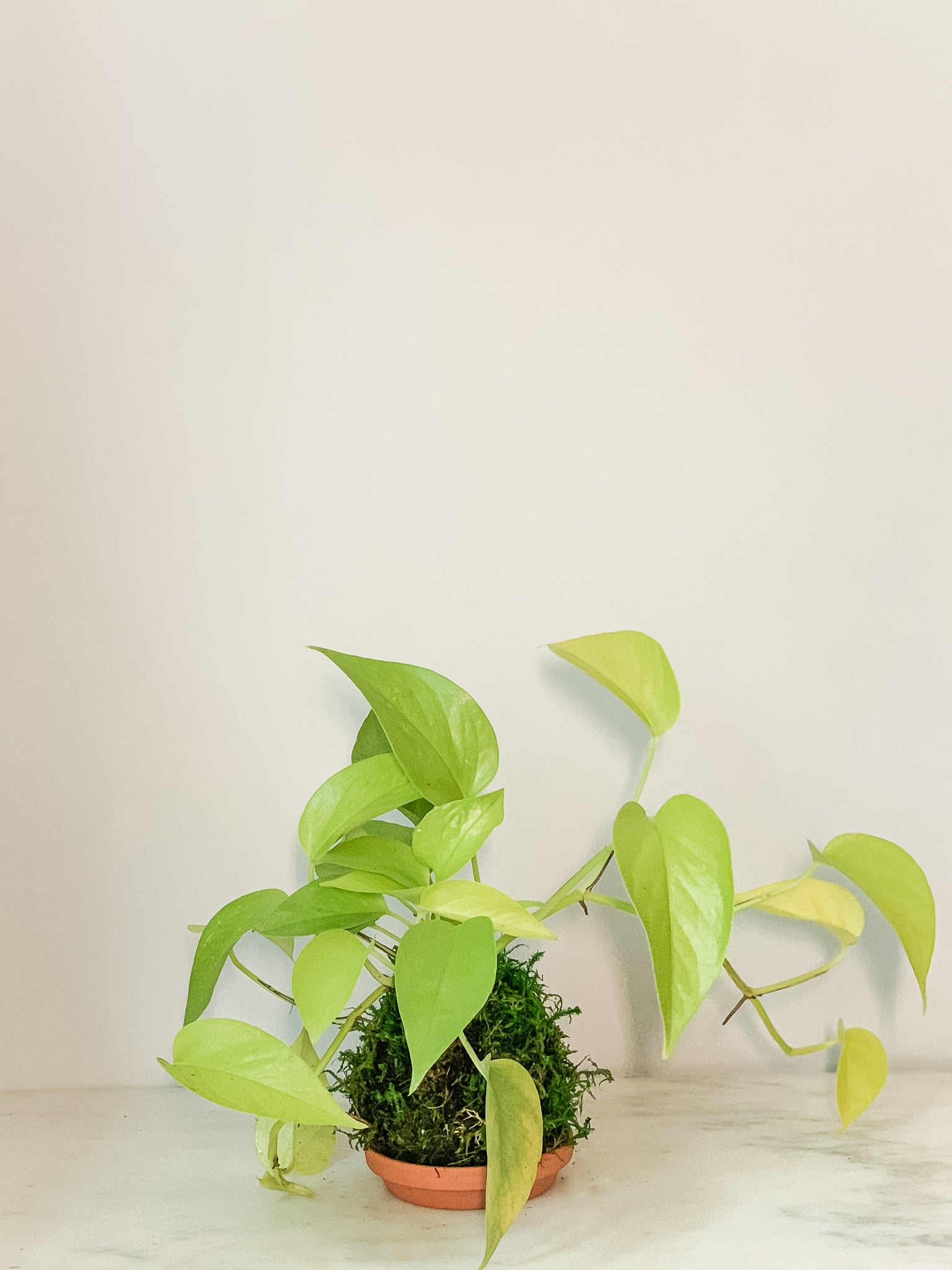 pothos kokedama Pothos Neon Kokedama