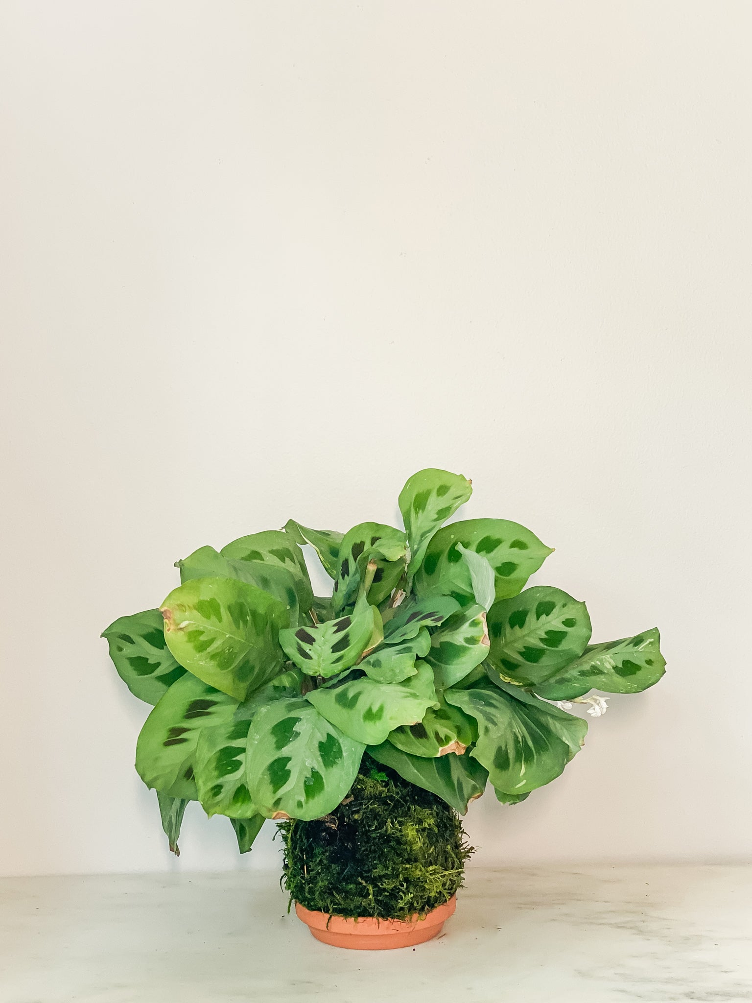 japanese prayer plant Prayer Plant Kokedama Moss Ball Product – White Stable Farms