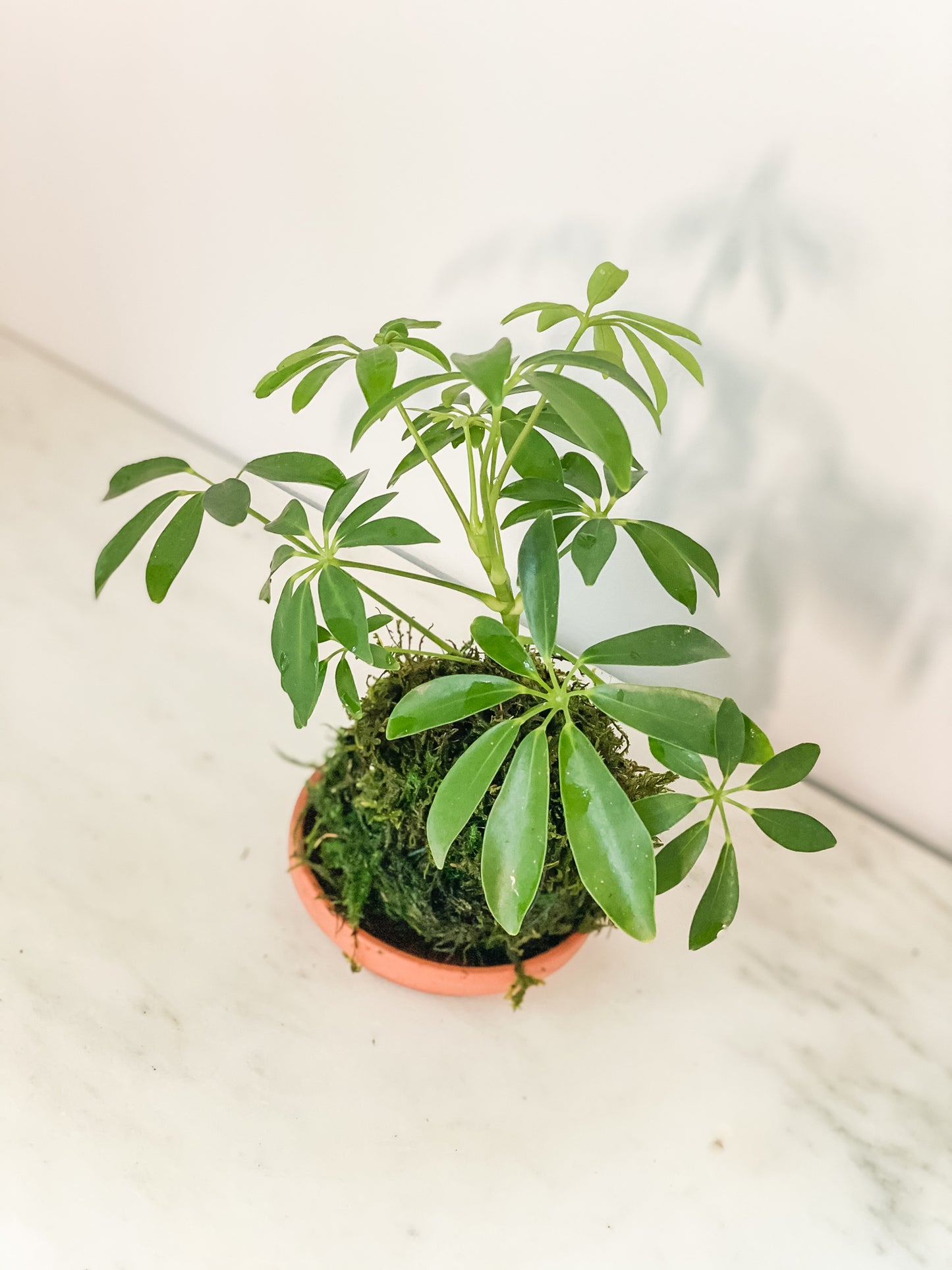 schefflera arboricola compacta houseplant on moss pole 80cm tall Schefflera Kokedama Moss Ball Product – White Stable Farms