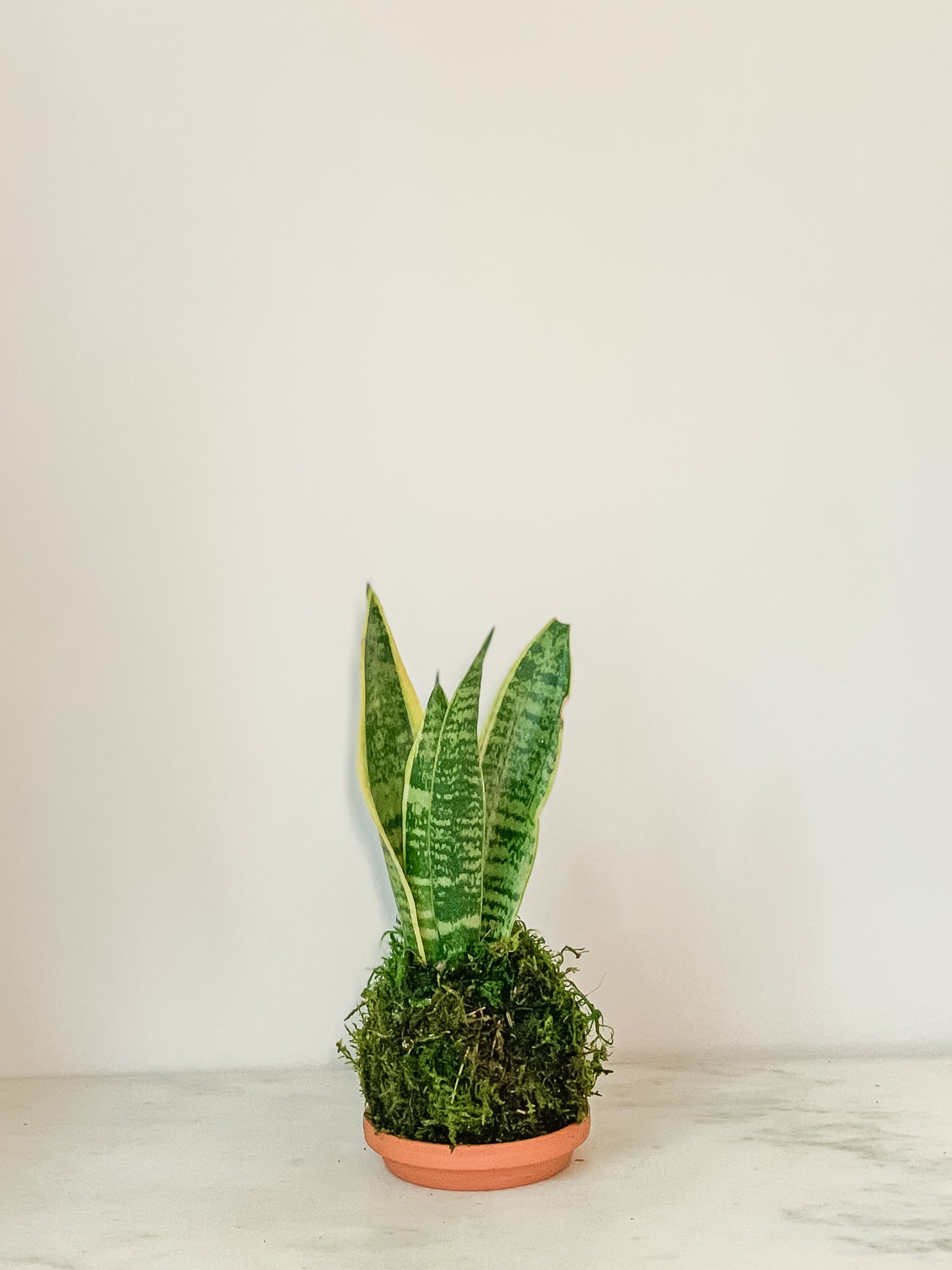 japanese snake plant Snake Plant Sanservieria Kokedama Moss Ball Product – White Stable Farms