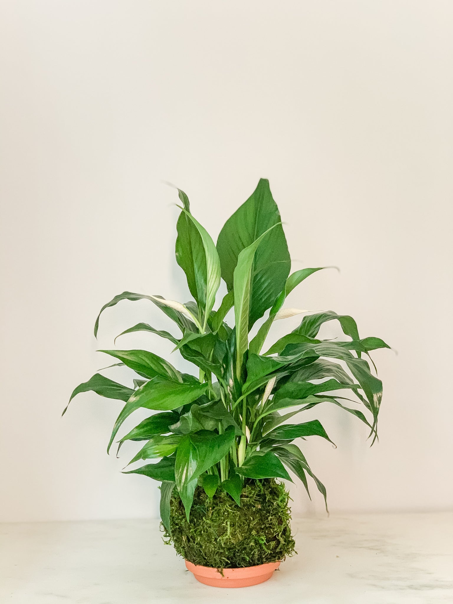 kokedama peace lily Spathiphyllium Peace Lily Kokedama