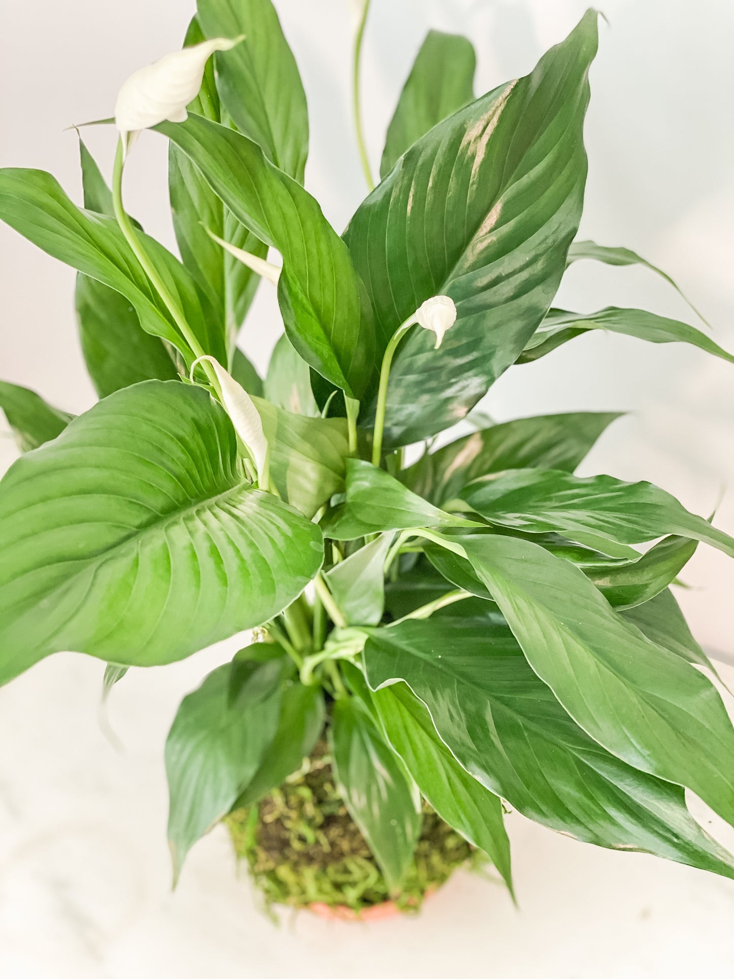 peace lily kokedama Spathiphyllium Peace Lily Kokedama